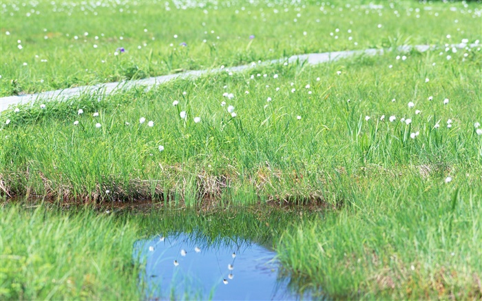 Трава, цветы, вода обои,s изображение