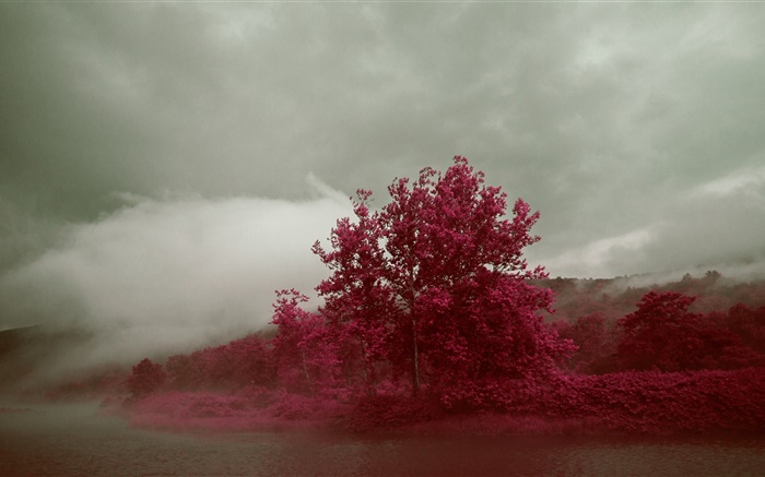 Озеро, туман, деревья, красные листья, осень обои,s изображение