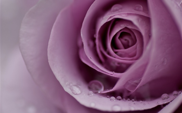 Светло-фиолетовый роза, лепестки цветов, капли воды, макро обои,s изображение