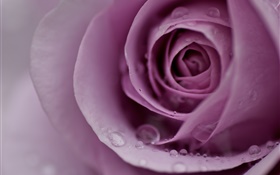 Светло-фиолетовый роза, лепестки цветов, капли воды, макро