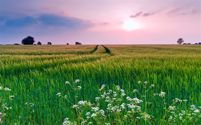 Природа пейзажи, поле, трава, цветы, лето, закат обои,s изображение