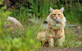 Оранжевый кот в траве HD обои
