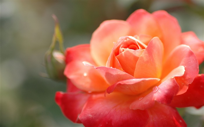 Оранжевая роза цветок, лепестки, капли воды, макро обои,s изображение