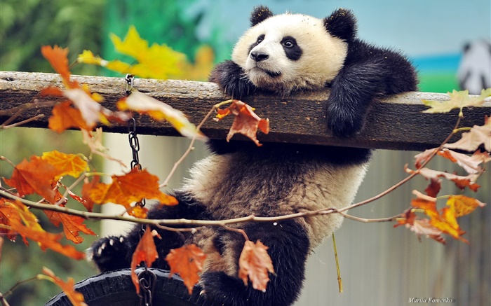 панда восхождение дерево, желтые листья, осень обои,s изображение