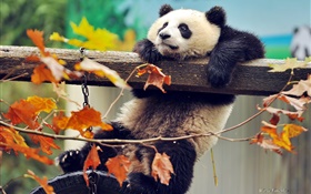 панда восхождение дерево, желтые листья, осень HD обои