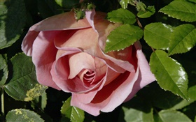 Розовые розы, бутоны, листья