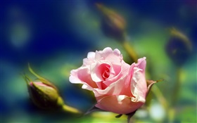 Розовая роза цветок крупным планом, бутоны, размытость HD обои