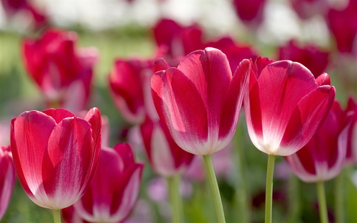 Красные тюльпаны, лепестки, размытость обои,s изображение