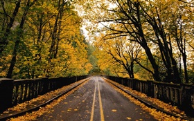 Дорога, деревья, желтые листья, осень HD обои
