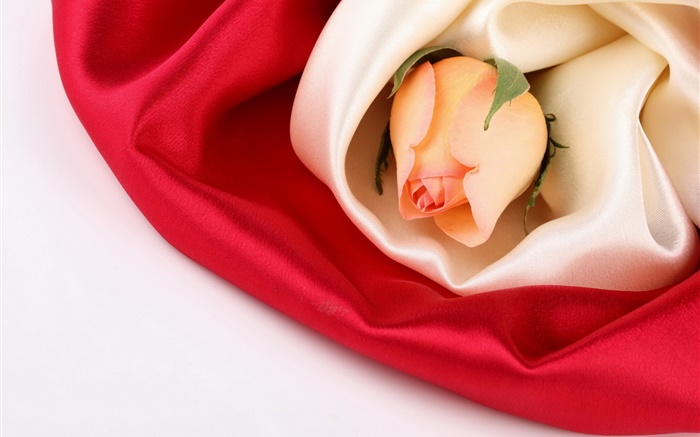 Роза цветок, шелк обои,s изображение