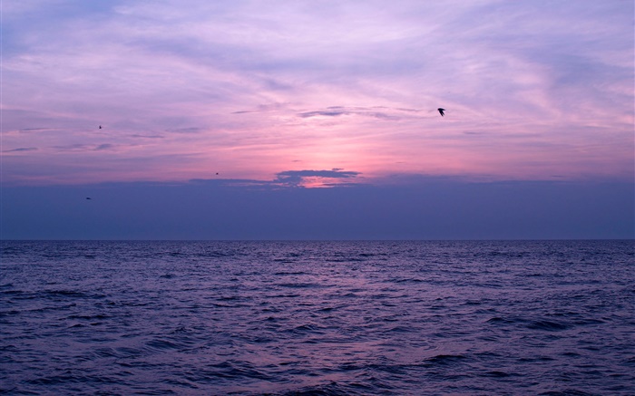 Море, закат, небо, облака, птицы обои,s изображение