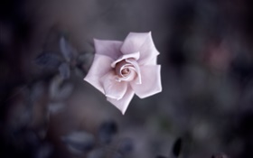 Одноместный розовый розы, лепестки, бутон, макро фотография