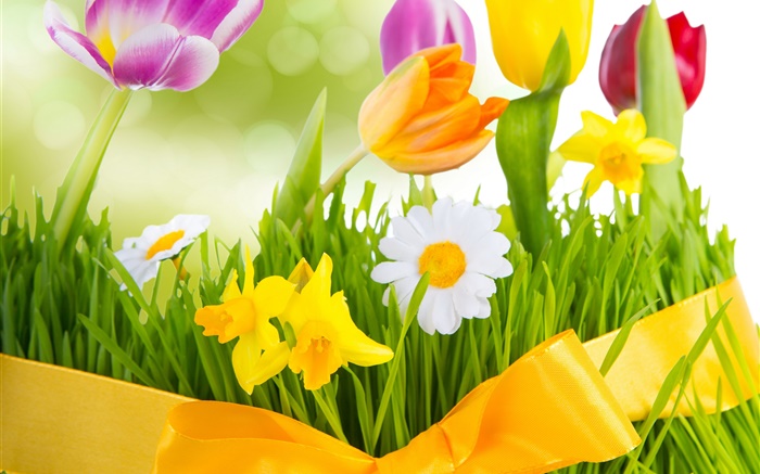 Весенние цветы, красочные тюльпаны, обои,s изображение