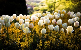 Весна, парк, белые тюльпаны, желтые цветы, размытость, солнечные лучи