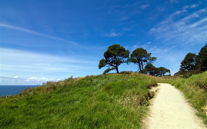 Зеленом холме, деревья, трава, Полуостров Коромандель, Новая Зеландия обои,s изображение