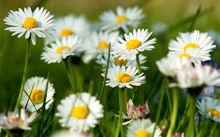 Белые цветки ромашки обои,s изображение