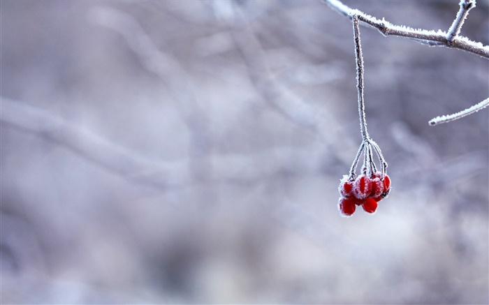 Зима, мороз, ветки, красные ягоды, боке обои,s изображение