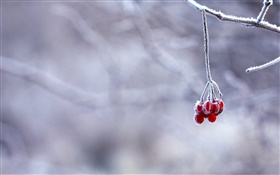 Зима, мороз, ветки, красные ягоды, боке