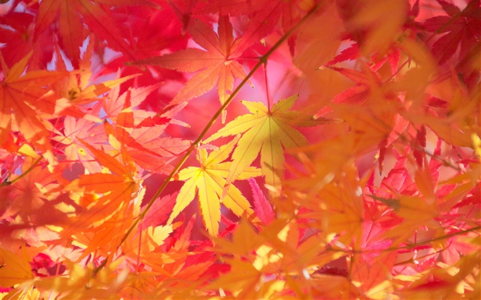 Осень, ветви, листья красные, клен обои,s изображение
