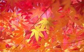 Осень, ветви, листья красные, клен