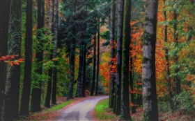 Осень, лес, деревья, листья, дорога
