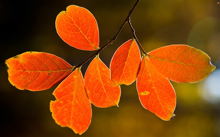 Осенние красные листья обои,s изображение