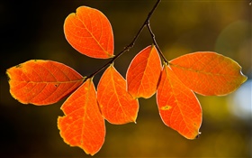 Осенние красные листья HD обои