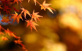 Осень, желтые листья, клен, фокус, боке HD обои