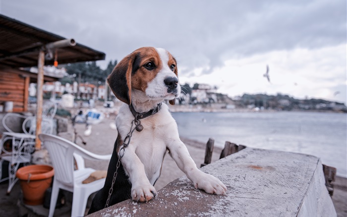 Бигль, собака, набережная, пляж обои,s изображение