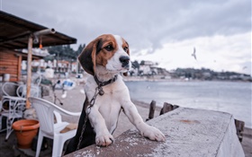 Бигль, собака, набережная, пляж HD обои