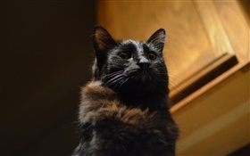 Черная кошка, глаза, боке