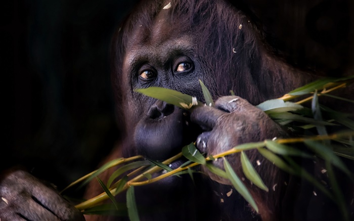 Черный орангутанга, обезьяна обои,s изображение