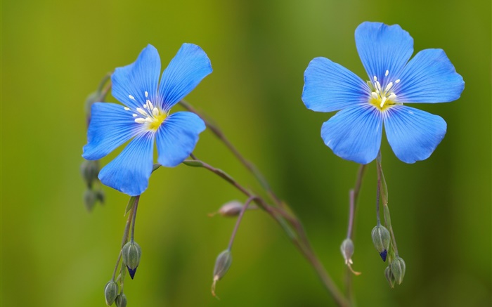 Синие герани цветы, боке обои,s изображение