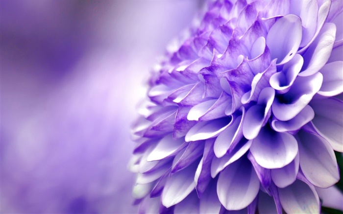 Синий фиолетовый цветок, хризантема, макросъемки обои,s изображение