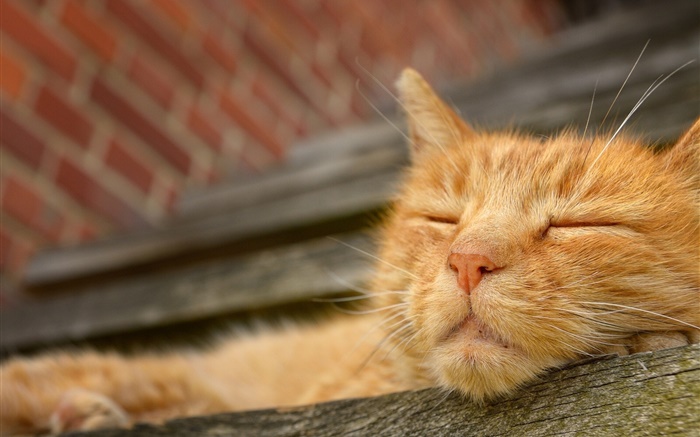 Сон кошка, лицо обои,s изображение