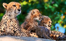 Гепарды семья, большие кошки HD обои