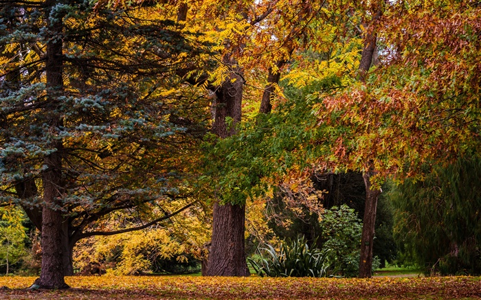 Крайстчерч, Новая Зеландия, парк, деревья, листья, осень обои,s изображение