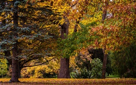 Крайстчерч, Новая Зеландия, парк, деревья, листья, осень