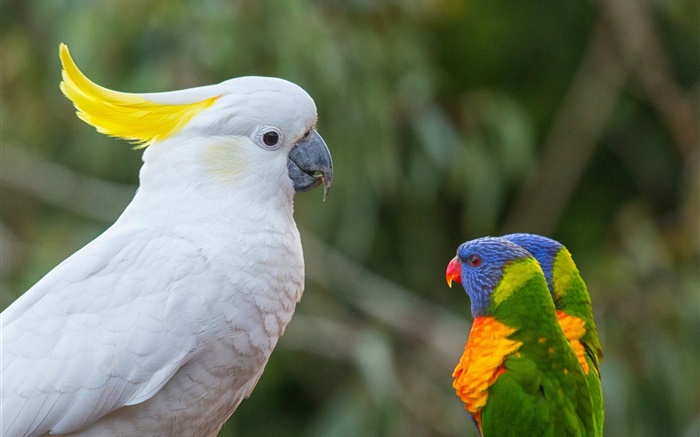 Какаду, многоцветная Lorikeet, попугаи обои,s изображение