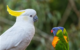 Какаду, многоцветная Lorikeet, попугаи