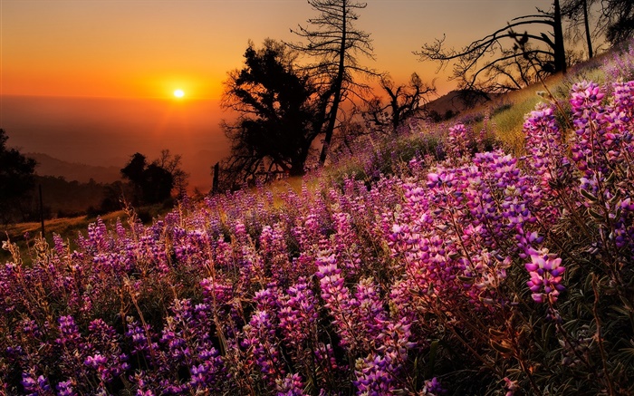 Красочные цветы, природа пейзаж, закат, деревья обои,s изображение