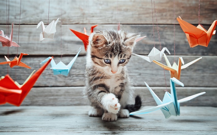 Милый котенок, красочные бумажные птицы обои,s изображение
