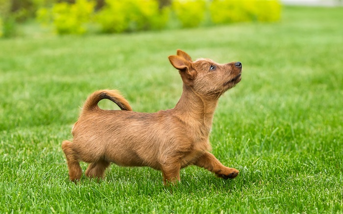 Милый щенок, терьер, газон, трава обои,s изображение