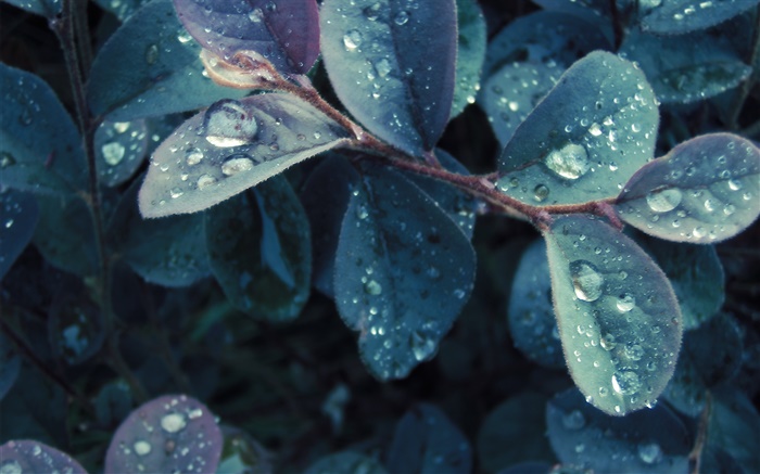Dew, листья обои,s изображение