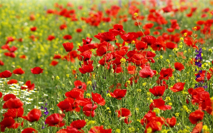 Цветы полевые маки, красные, ромашки обои,s изображение