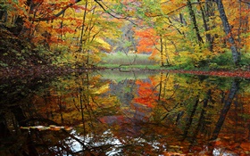 Лес, озеро, деревья, осень HD обои