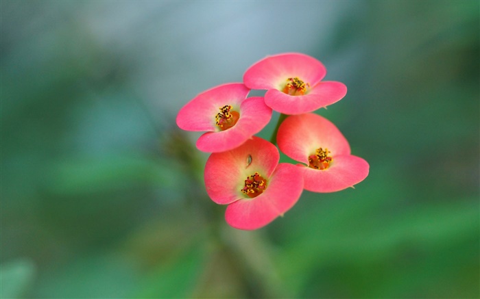 Четыре розовые цветы, размытия фона обои,s изображение