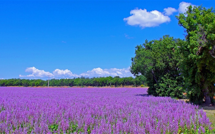 Франция, лаванды цветы, поле, деревья, голубое небо обои,s изображение