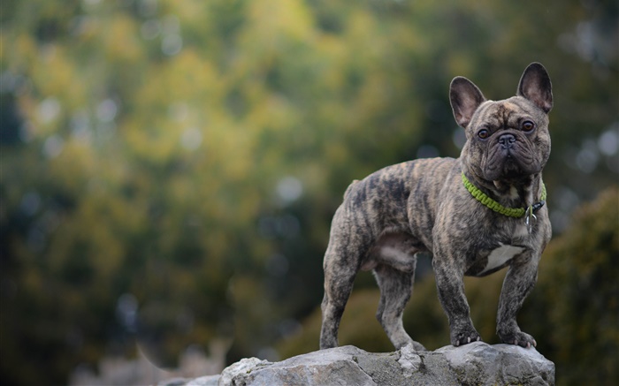 Французский бульдог, собака, камень обои,s изображение