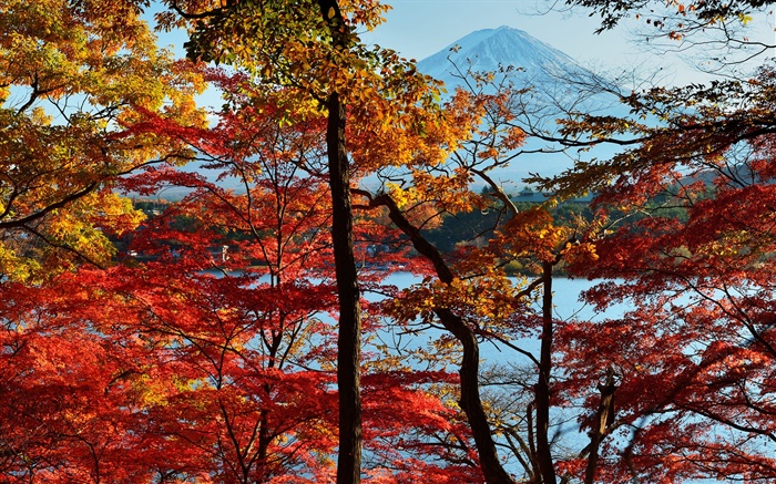 Япония природа пейзаж, осень, деревья, красные листья, горы Фудзи обои,s изображение